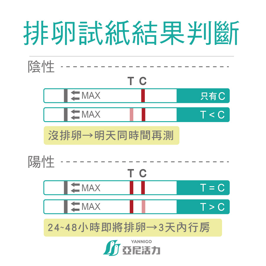 排卵試紙怎麼看？快速判斷陰性、陽性